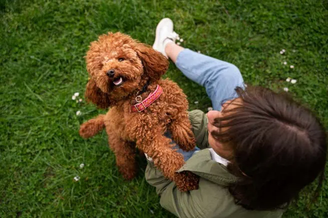 Dog park at Onyx by Modern Spaaces